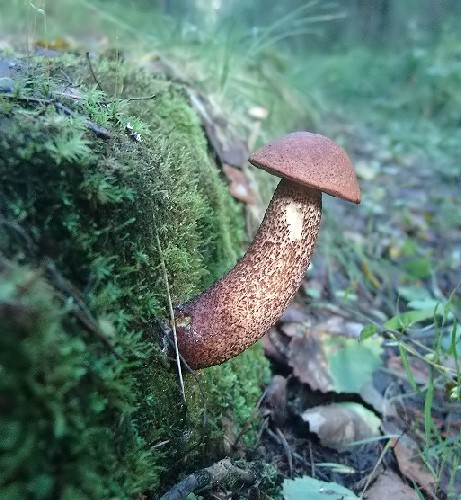 ���������