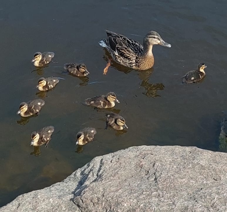 ���������