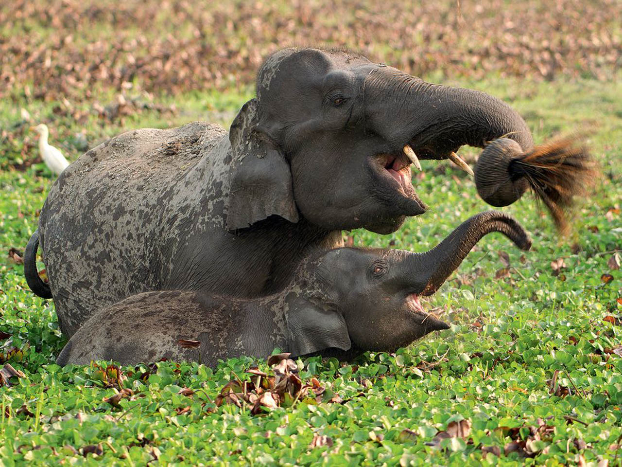 ���������